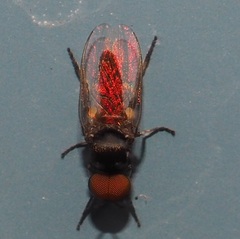 Simuliidae