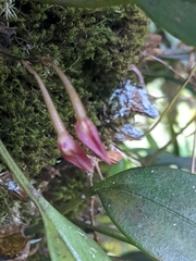 Bulbophyllum striatellum