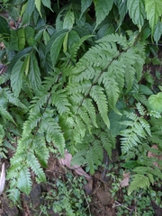 Pseudophegopteris subaurita