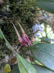 Bulbophyllum striatellum