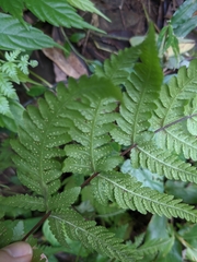 Pseudophegopteris subaurita
