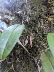 Bulbophyllum striatellum