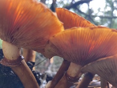 Gymnopilus junonius