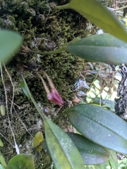 Bulbophyllum striatellum