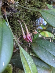 Bulbophyllum striatellum