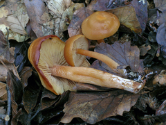 Rhodophana nitellina