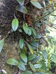 Bulbophyllum striatellum