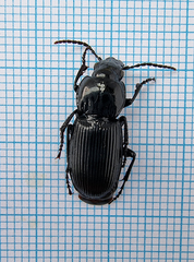 Pterostichus melas
