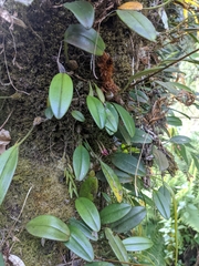 Bulbophyllum striatellum