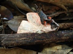 Sarcoscypha coccinea