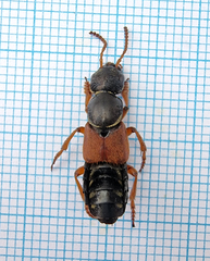 Staphylinus caesareus