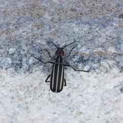 Epicauta erythrocephala