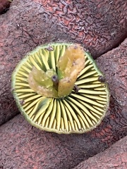 Gliophorus psittacinus