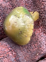 Gliophorus psittacinus
