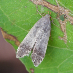 Anacampsis