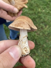 Cortinarius caperatus