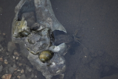 Neogastropoda