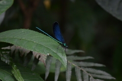Matrona cyanoptera