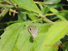 Ypthima asterope
