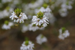 Scaevola thesioides