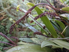 Bulbophyllum cylindraceum