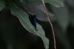 Matrona cyanoptera