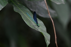 Matrona cyanoptera
