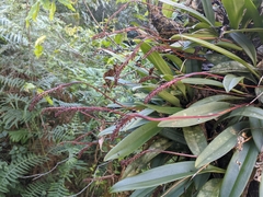 Bulbophyllum cylindraceum