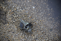 Neogastropoda