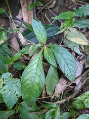 Rhynchotechum discolor