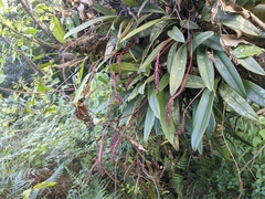 Bulbophyllum cylindraceum