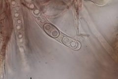 Sarcoscypha coccinea