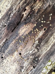 Helicogloea compressa