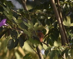 Thamnophilus doliatus