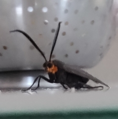 Ctenucha rubriceps