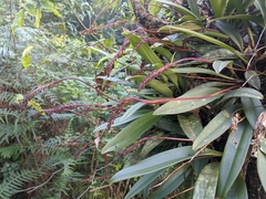 Bulbophyllum cylindraceum