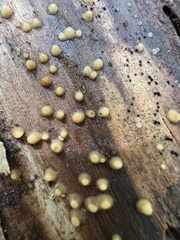 Helicogloea compressa