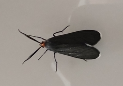 Ctenucha rubriceps
