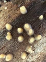 Helicogloea compressa