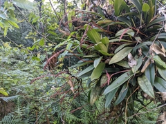 Bulbophyllum cylindraceum