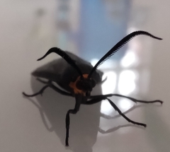 Ctenucha rubriceps