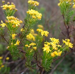 Euryops linifolius
