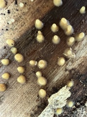 Helicogloea compressa