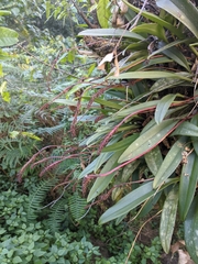 Bulbophyllum cylindraceum