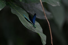 Matrona cyanoptera
