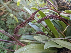 Bulbophyllum cylindraceum