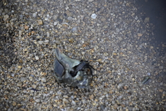 Neogastropoda