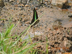 Graphium teredon