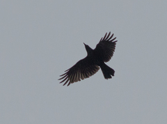 Corvus corone orientalis
