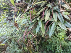 Bulbophyllum cylindraceum